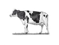 Cow