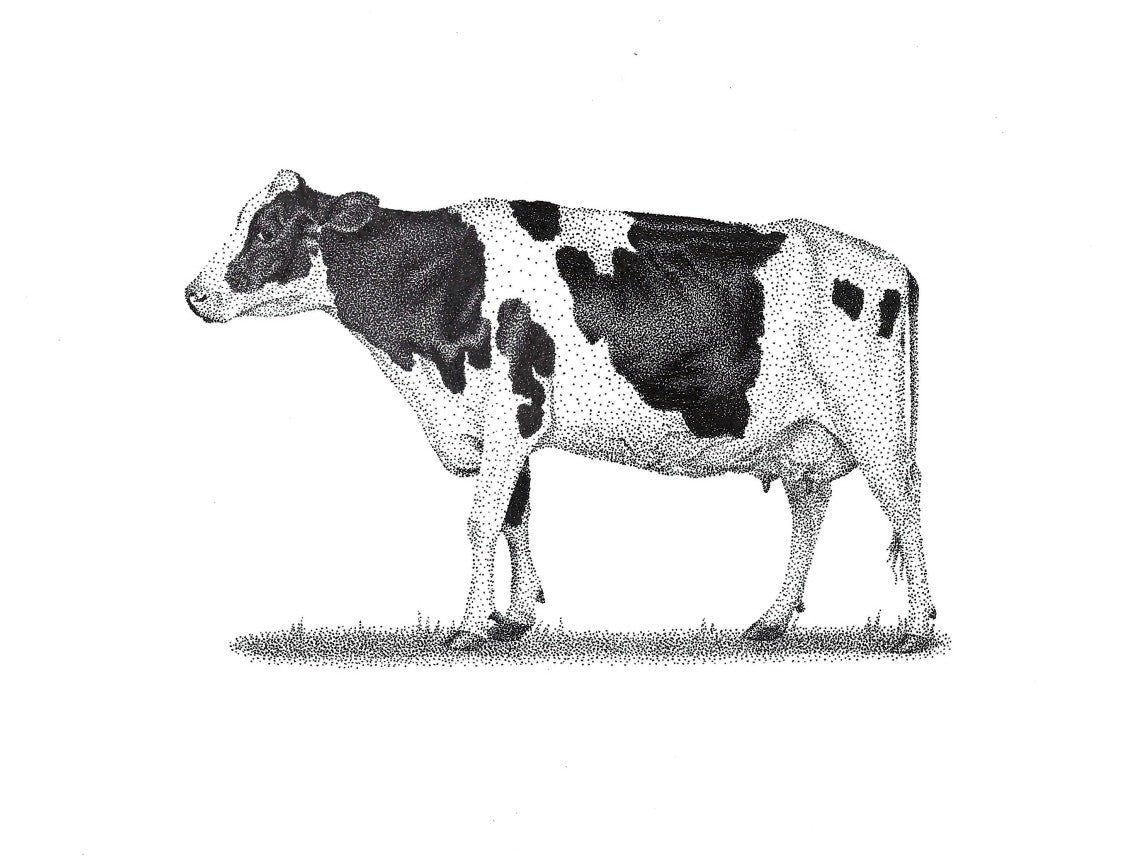 Cow