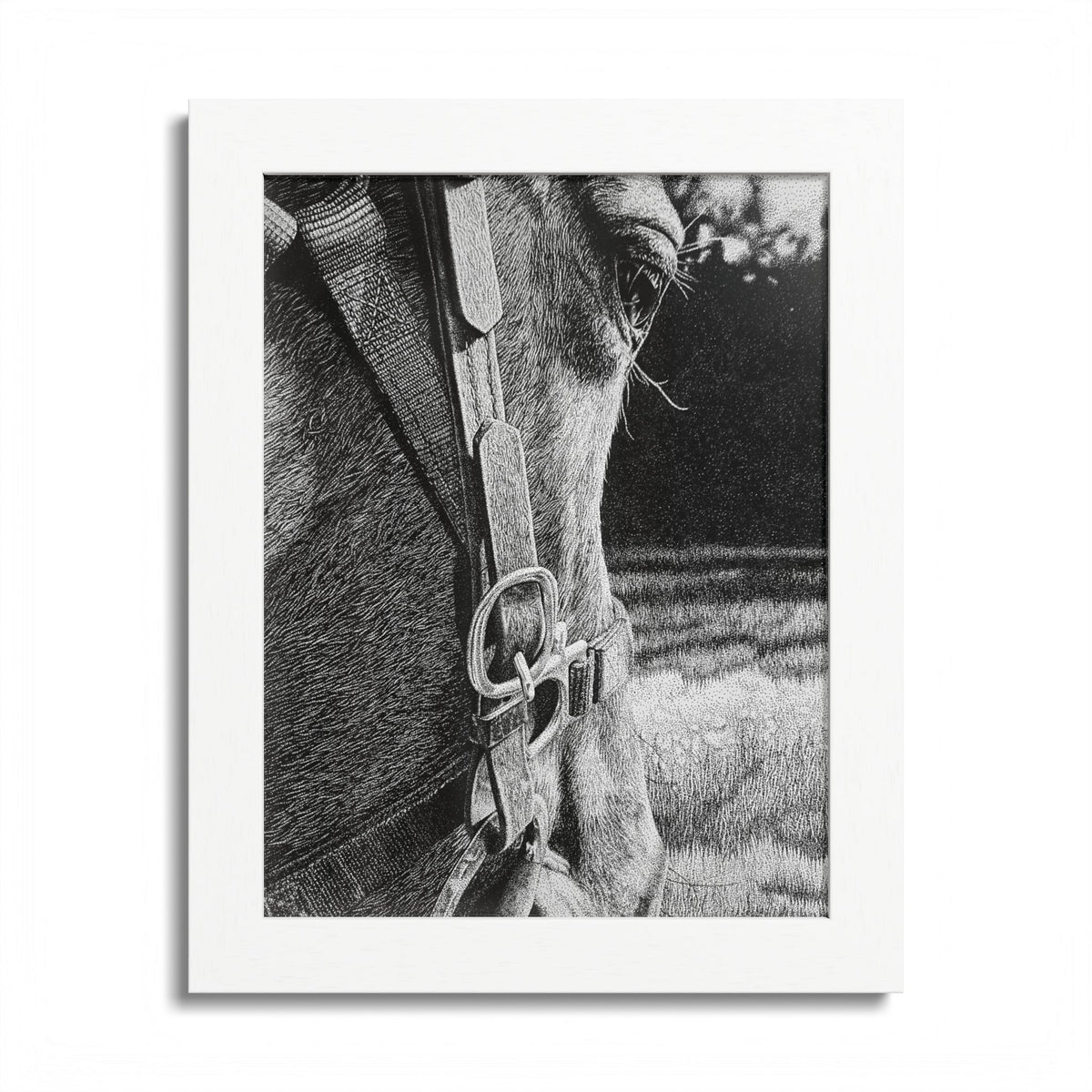 Horse Eye Drawing - “Bucky”