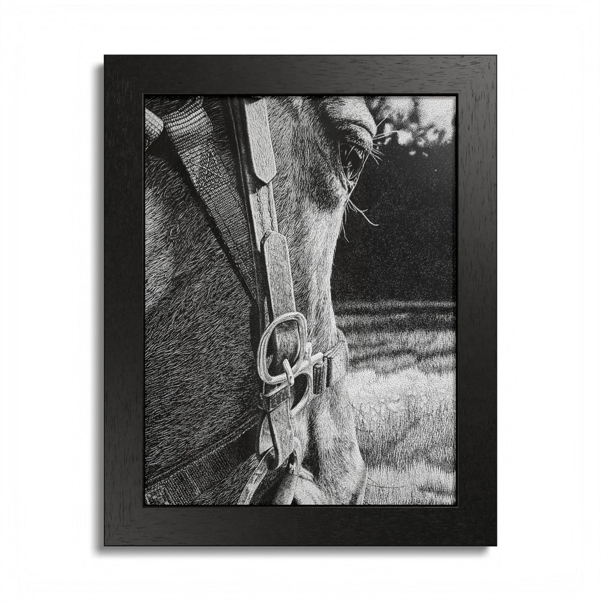 Horse Eye Drawing - “Bucky”