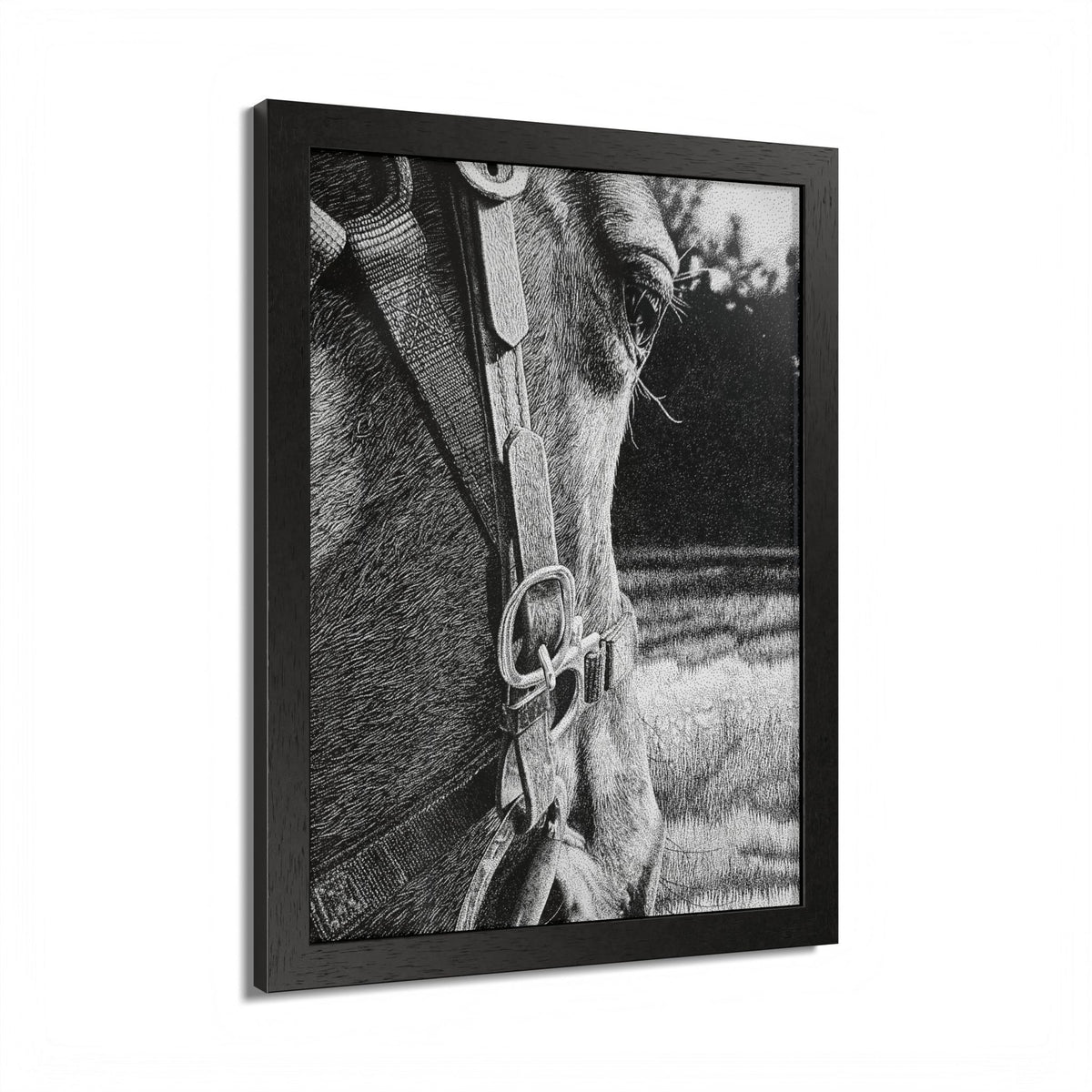 Horse Eye Drawing - “Bucky”
