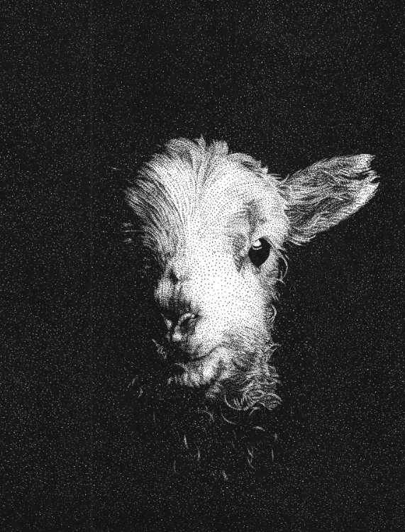 Lamb