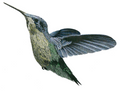 Hummingbird (color 2)