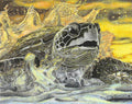 Sea Turtle (Colored)