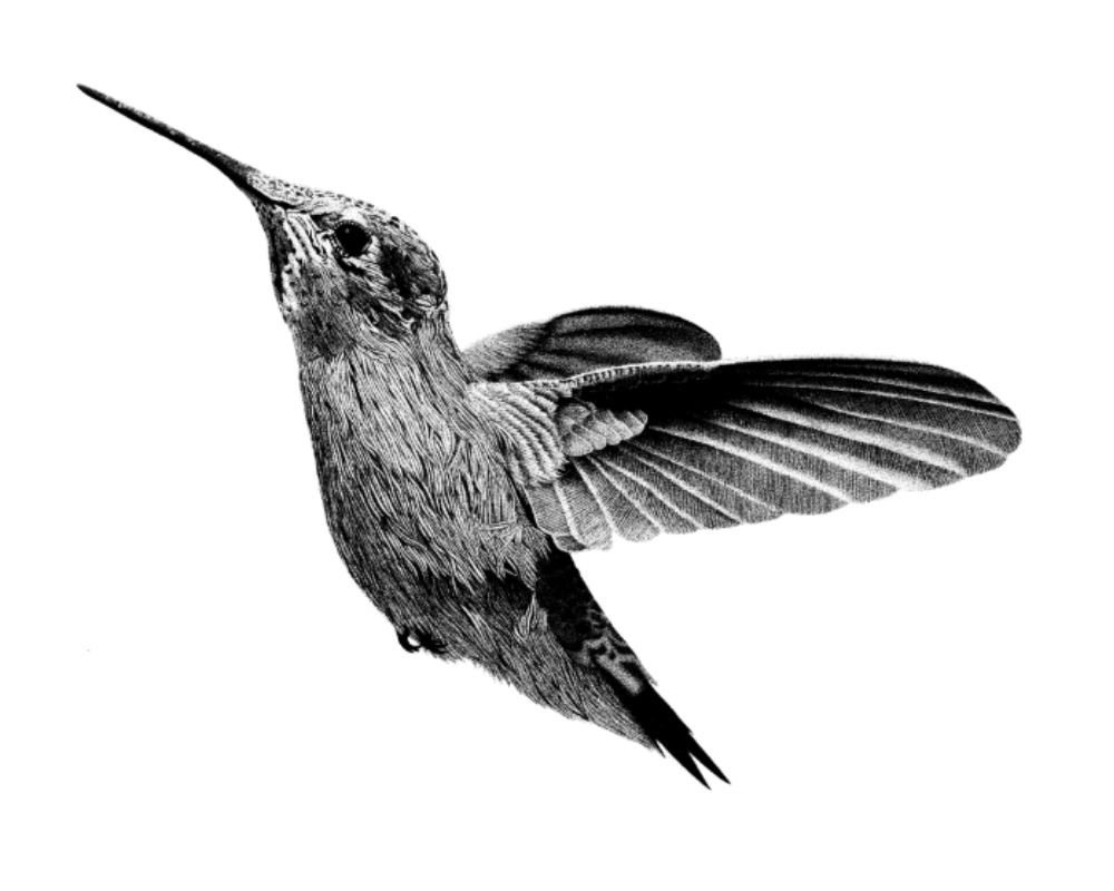 Hummingbird