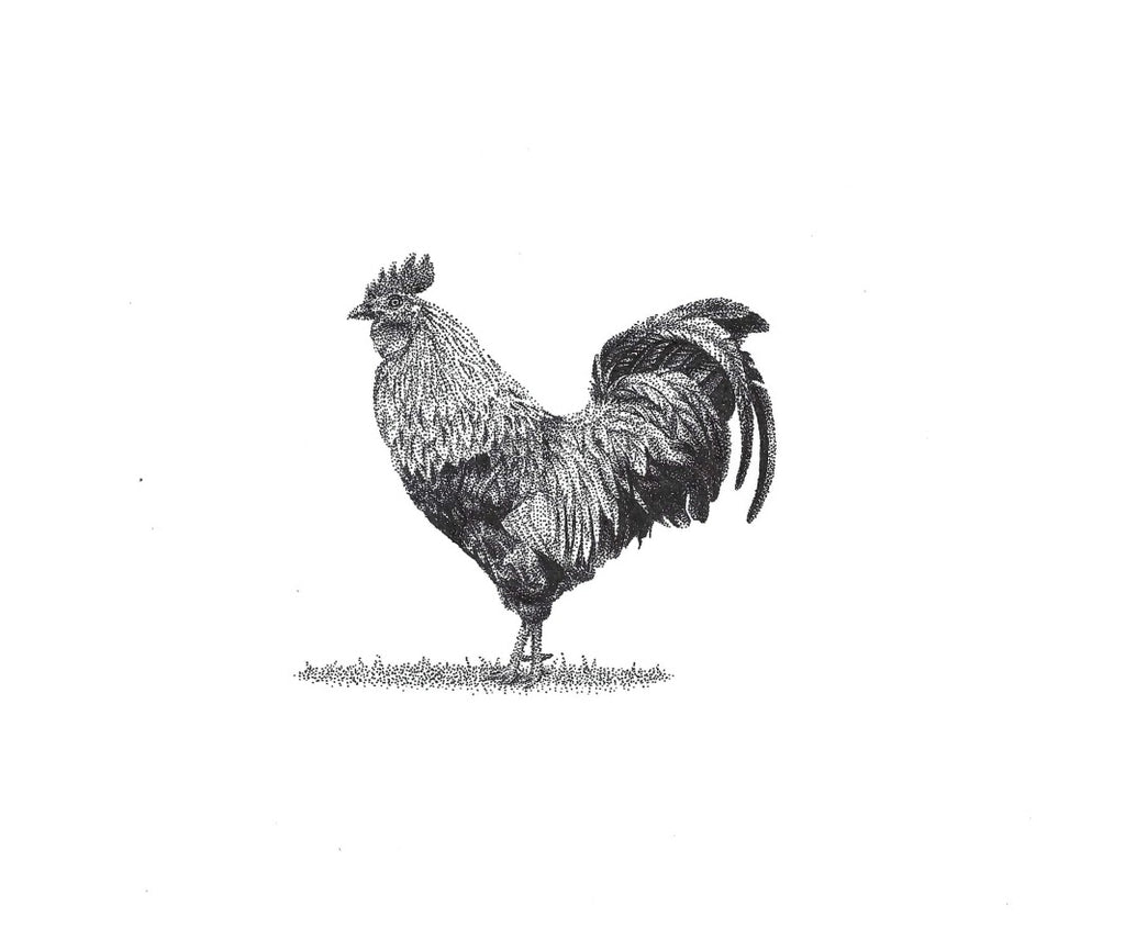 Rooster