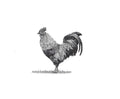 Rooster