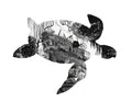Sea Turtle's Shipwreck