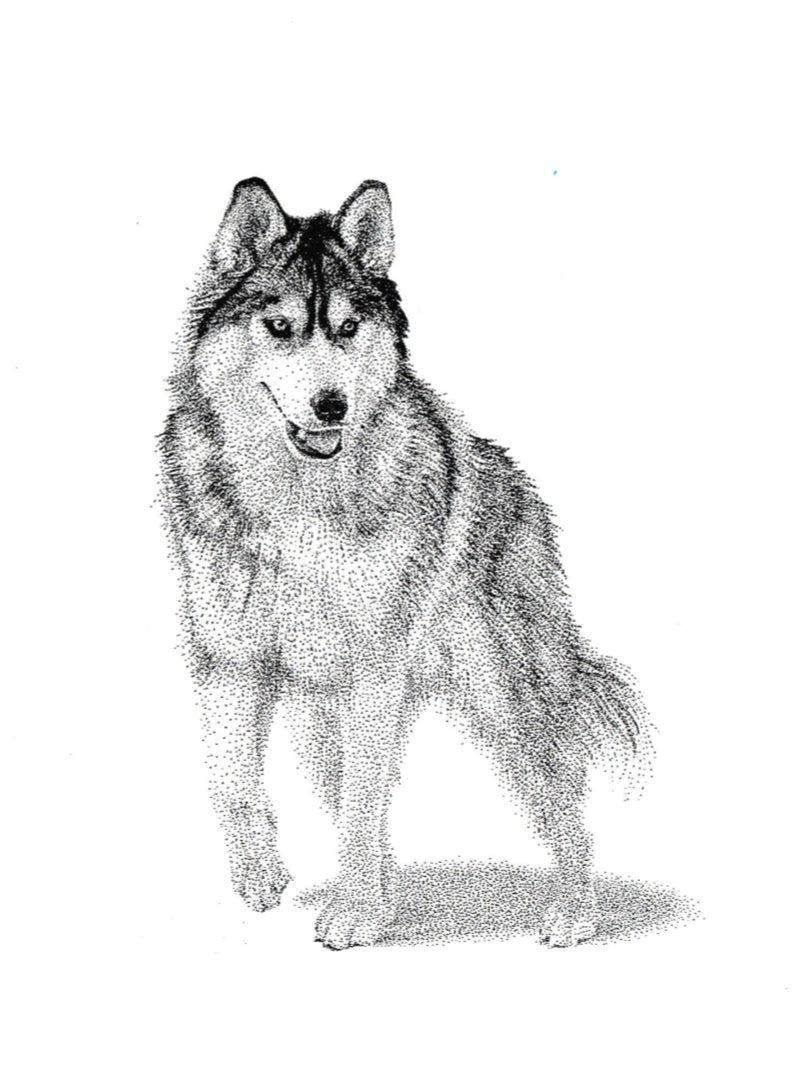 Wolf (Husky)