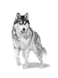 Wolf (Husky)