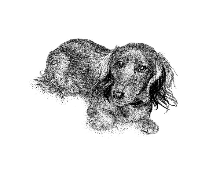 Dachshund