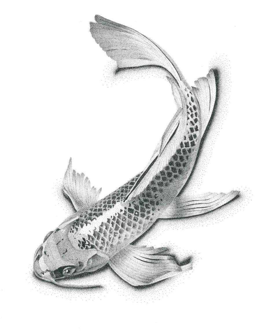 White Koi