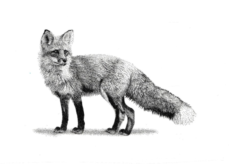 Mini Fox