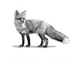 Mini Fox