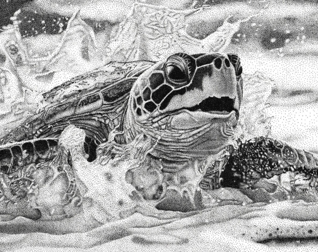 Sea Turtle