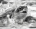 Sea Turtle