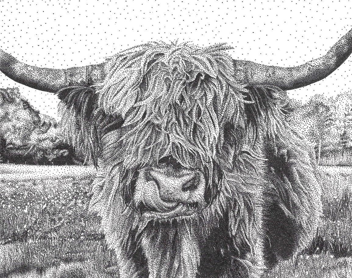 Highland Cow