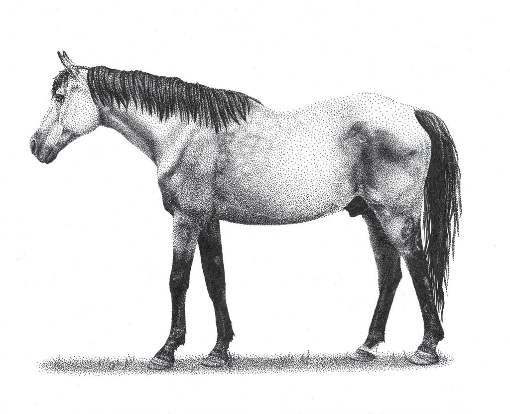 Horse
