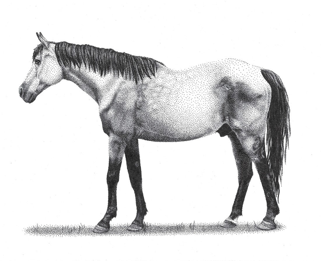 Horse