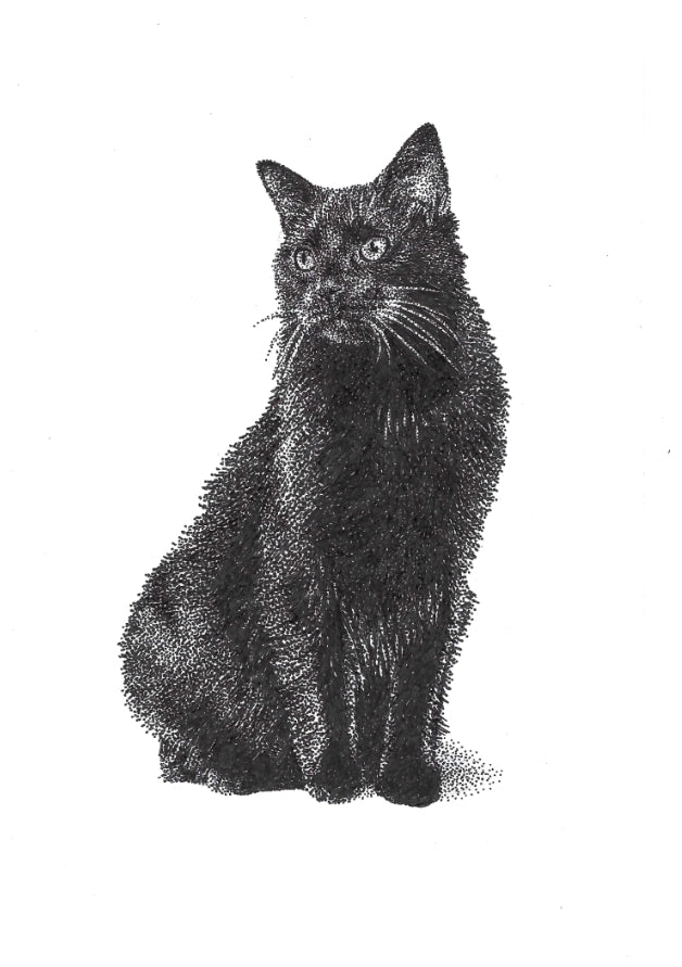 Black Cat