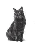 Black Cat