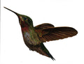 Hummingbird (colored)