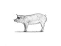 Pig