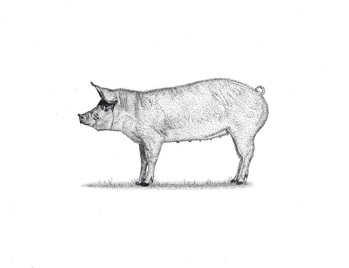 Pig