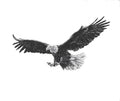 Soaring Eagle